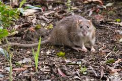Des rats prolifèrent dans le jardin de votre voisin, la mairie peut-elle intervenir ?