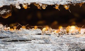 Des termites dans votre logement... que faire ?