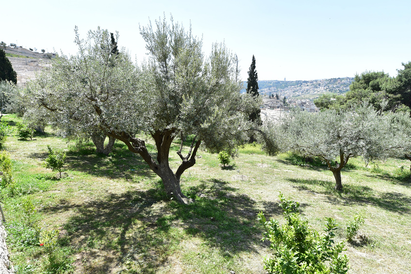 Jardin d'olivier