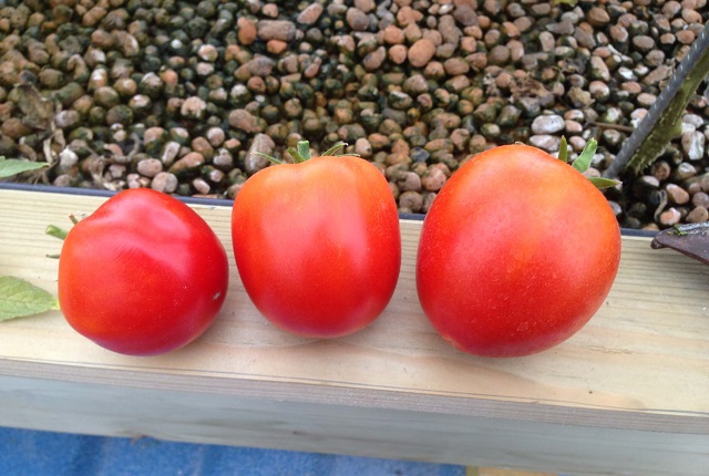 Tomates Agriculture Urbaine