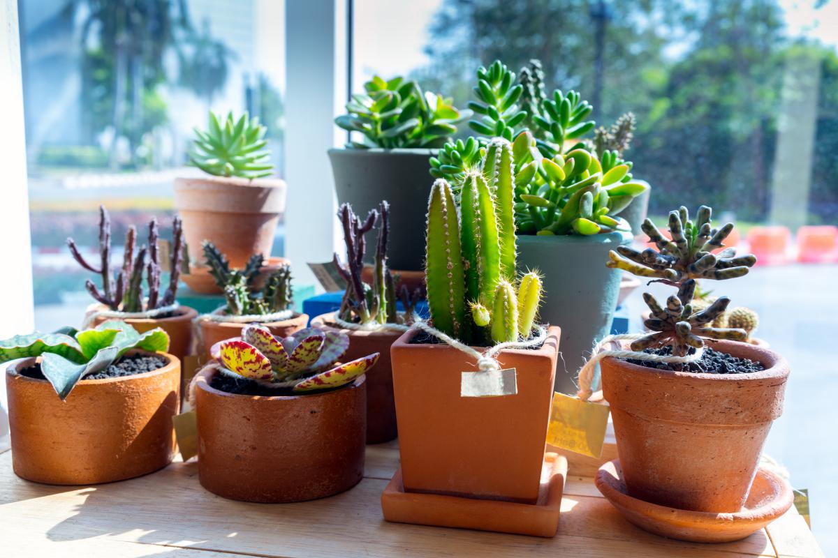 Plantes grasses et cactus pour décoration intérieure