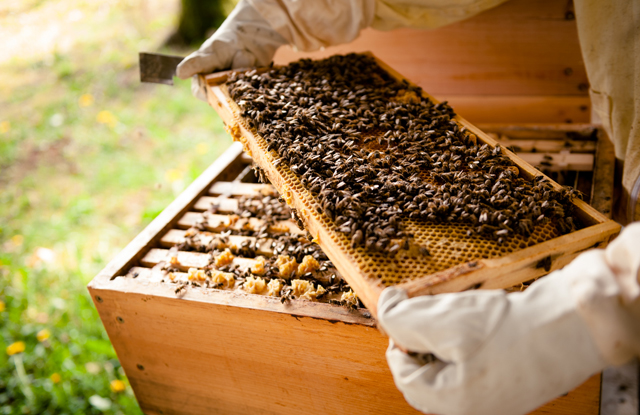 La colonie d’abeilles © Understand Media - Fotolia