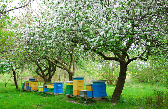 Ruches d'abeilles © Teressa- Fotolia