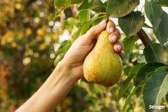 Jardins mitoyens : avez-vous le droit de cueillir ou de ramasser les fruits de l'arbre de votre voisin ?