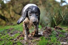 Le chien de votre locataire détériore le jardin, que pouvez-vous faire ? 