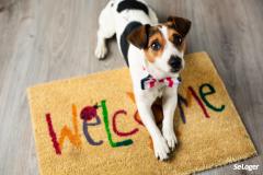 On décompte, en France, 7,3 millions de chiens. (Source : Facco/Tns Sofres 2014) © mariiya Le chien de votre voisin aboie sans cesse, quels sont vos recours ?