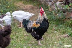 Chant du coq ou odeur de fumier, peut-on se plaindre au maire ? 