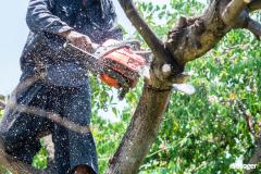 Locataire : l’élagage des arbres est-il à votre charge ?