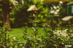 Puis-je enterrer mon animal domestique dans mon jardin ?