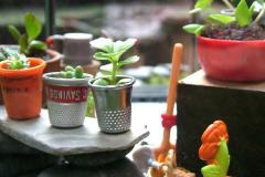 10 jardins miniatures que vous allez adorer