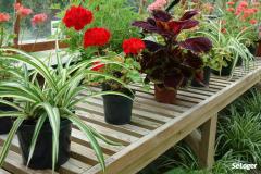 15 plantes dépolluantes qui purifient l’air intérieur de votre maison
