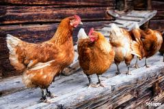 Vos animaux domestiques sont tolérés à condition qu'ils ne provoquent pas des nuisances. © fottoo Votre propriétaire refuse que vous ayez des poules. En a-t-il le droit ?