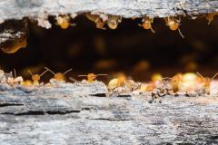 Des termites dans votre logement... que faire ?