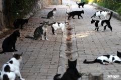 Des chats errants dans un jardin