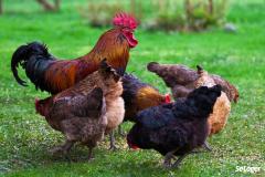 Un coq avec des poules dans un jardin