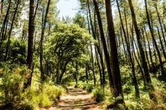 Forêt classé située en France