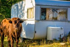 Un camping à la ferme