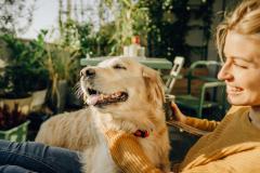 Télésurveillance chiens et chats