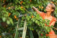 derniere-ligne-droite-arbres-fruitiers-seloger