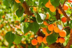 Top 7 des arbres fruitiers faciles à cultiver