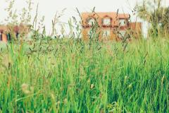 No Mow May : pourquoi arrêter de tondre votre pelouse en mai ?