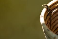 Réalisez un abri pour lézard dans votre maison