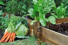 Que planter dans un carré potager ?