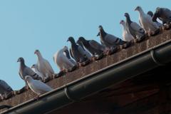 Comment éloigner les pigeons sans violence ?