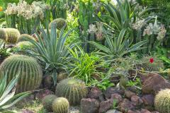 Plantes pour un jardin sans eau