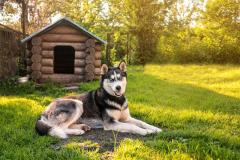 Les niches pour chiens échappent généralement à toutes taxes locales. © vovashevchuk – Getty Images