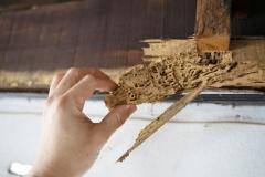 Se débarrasser des termites logement