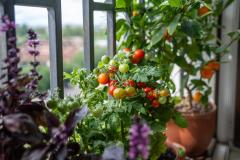 Comment planter des tomates sur un balcon ou une terrasse