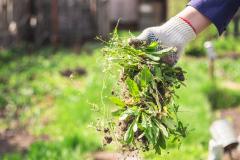 Désherbage naturel : 7 méthodes efficaces à connaître