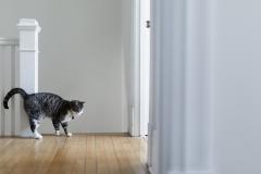Se débarrasser souris