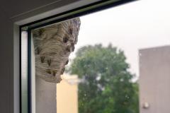 Nid de guêpes dans un logement