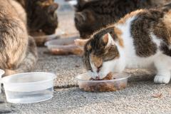 En principe, il est interdit de nourrir les chats errants, c'est-à-dire ceux qui ne sont pas identifiés. © Nikola Nastasic - Getty images