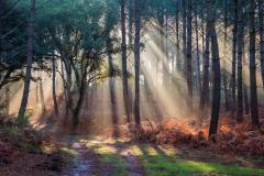 forêt