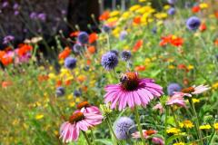 Qu'est-ce que le chaos gardening ?