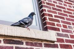 mon-voisin-nourrit-pigeons-que-faire-seloger