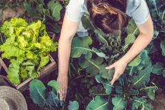 Que faire en août au potager ?