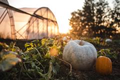 L'automne arrive : il est temps de bouturer
