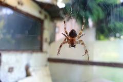 Les moyens pour repousser les araignées
