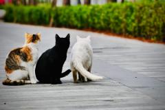 chat en balade