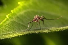 Pourquoi ma maison attire les moustiques ?