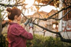 Une jeune femme portant un chignon élague un pommier dans son jardin à l'aide d'un sécateur
