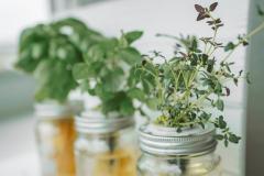 Hydroponie : ces 6 plantes aromatiques se cultivent très bien dans l'eau