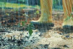 Potager : les bons réflexes pour le protéger des fortes pluies.