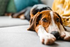 Copropriété : quelles sont les règles à connaître si vous avez un chien ?