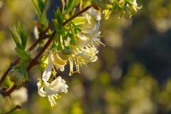Ces arbustes à planter maintenant pour un jardin fleuri tout l'hiver.