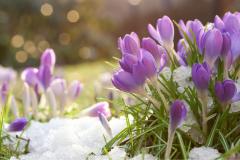 Ces bulbes à planter dès maintenant pour un jardin fleuri cet hiver
